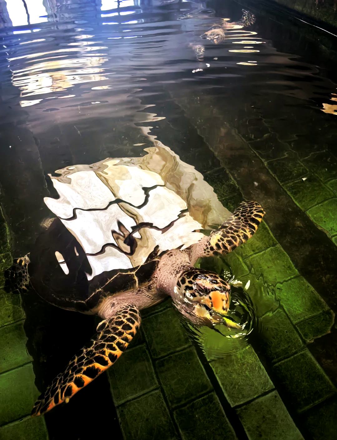 涠洲岛景点旅游顺序/硇洲岛旅游路线-第2张图片