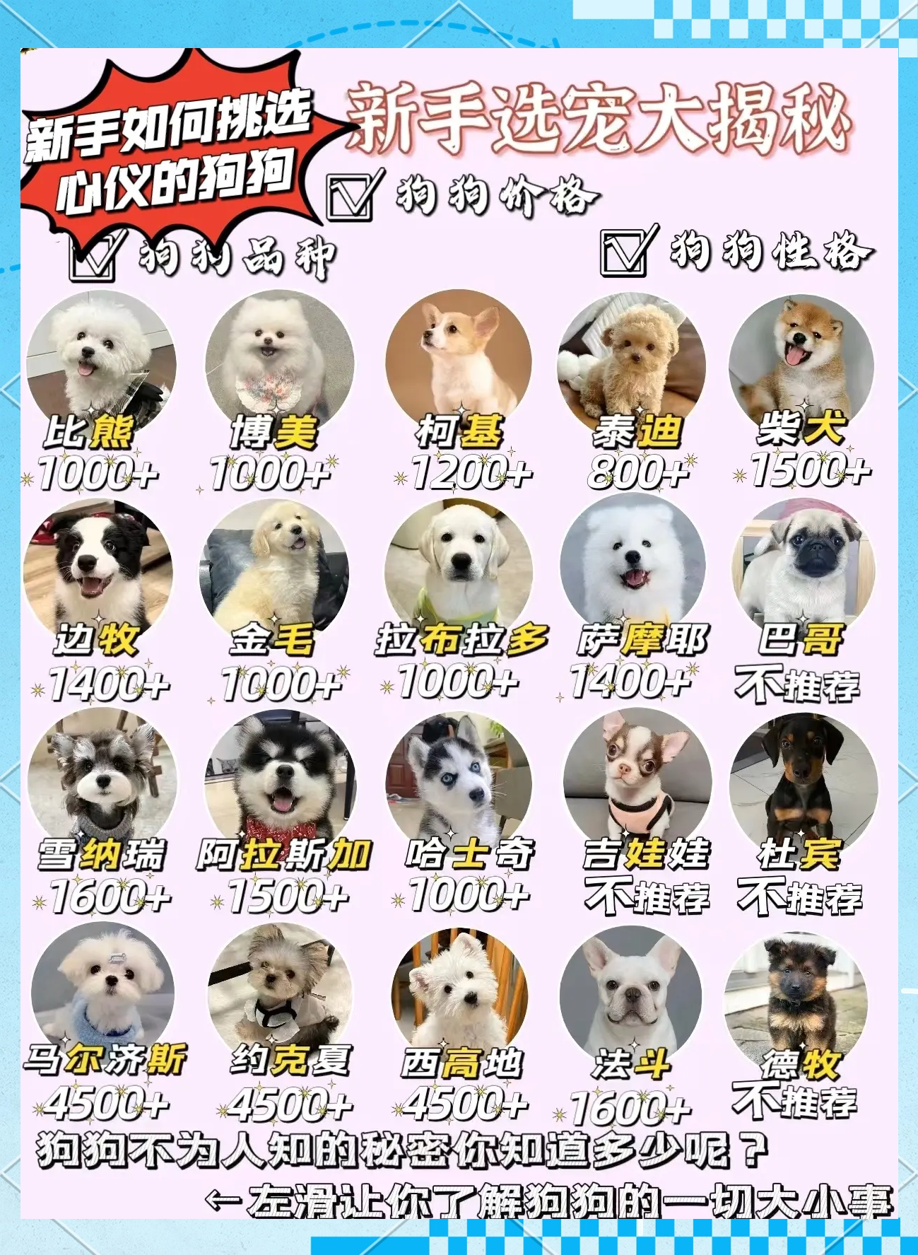 聪明狗排行榜/聪明狗种排行-第1张图片