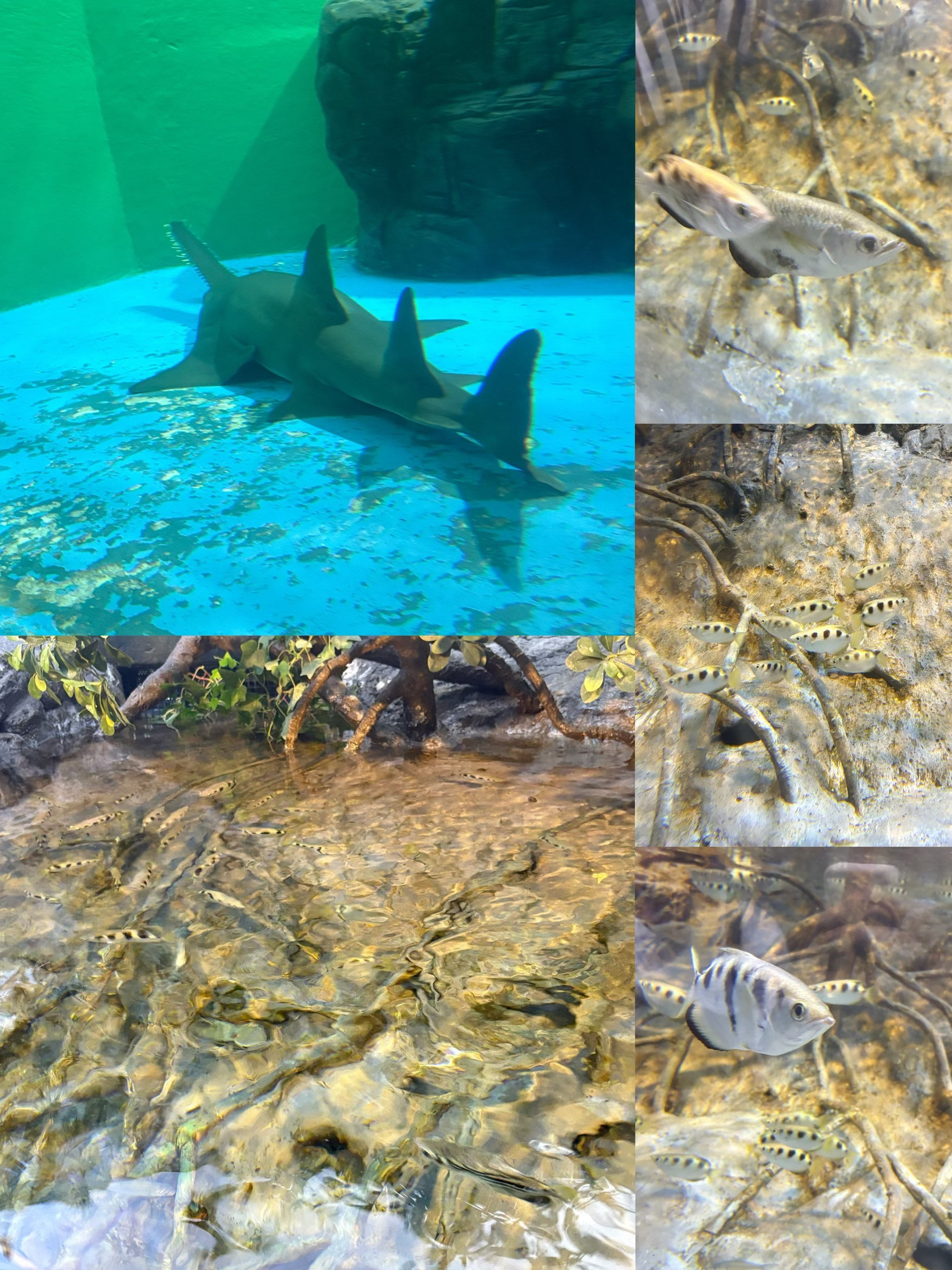 上海海洋水族馆.上海海洋水族馆游玩攻略？-第3张图片